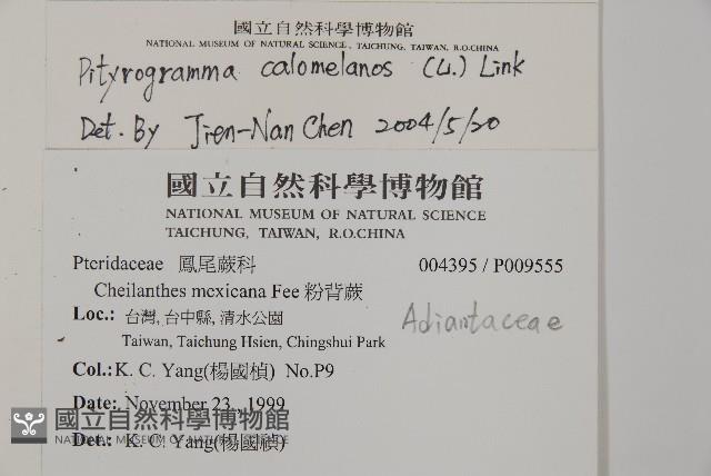 Silver fern Collection Image, Figure 2, Total 5 Figures