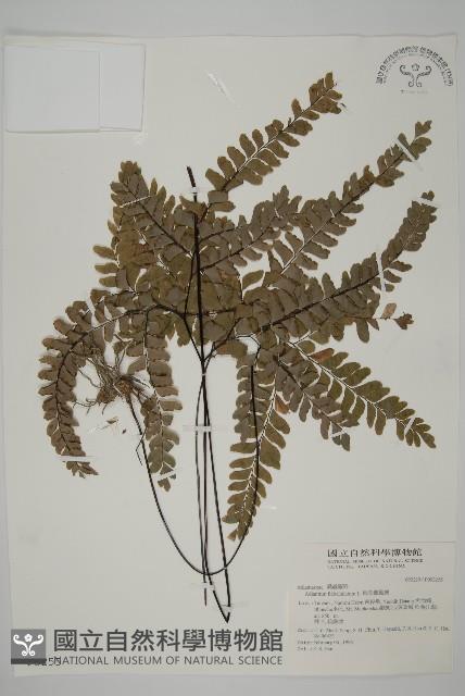 扇葉鐵線蕨藏品圖，第1張