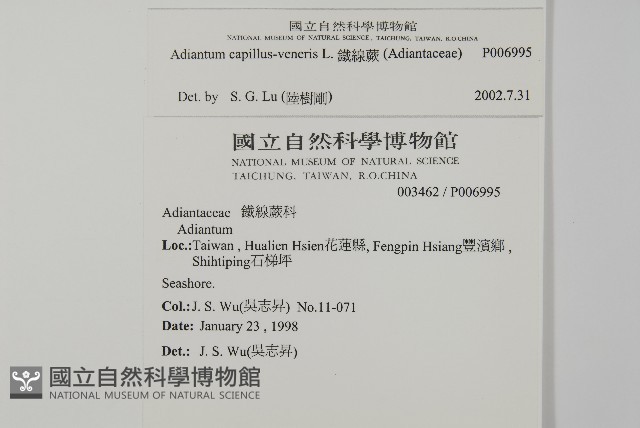 鐵線蕨藏品圖，第2張
