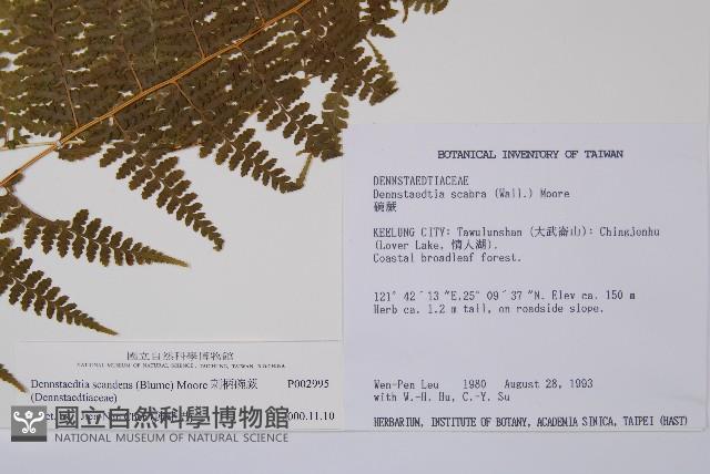 刺柄碗蕨藏品圖，第2張