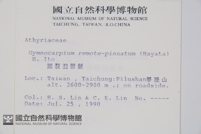 細裂羽節蕨藏品圖，第2張