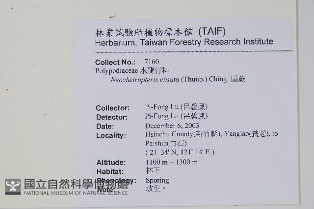 扇蕨藏品圖，第2張