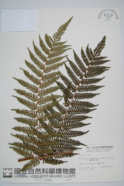 台灣桫欏藏品圖，第1張