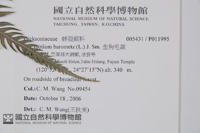 金狗毛蕨藏品圖，第5張