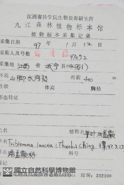 單葉雙蓋蕨藏品圖，第2張