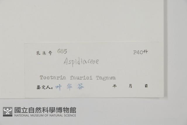 傅氏三叉蕨藏品圖，第2張