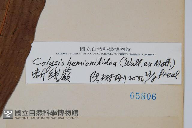 斷線蕨藏品圖，第2張