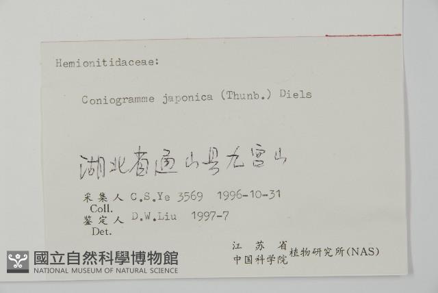 日本鳳丫蕨藏品圖，第2張