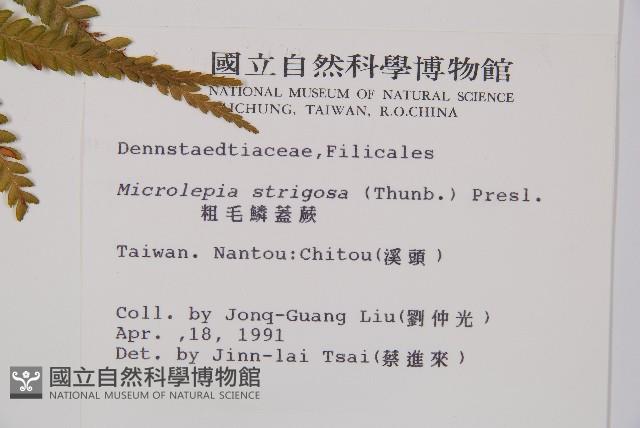 粗毛鱗蓋蕨藏品圖，第2張