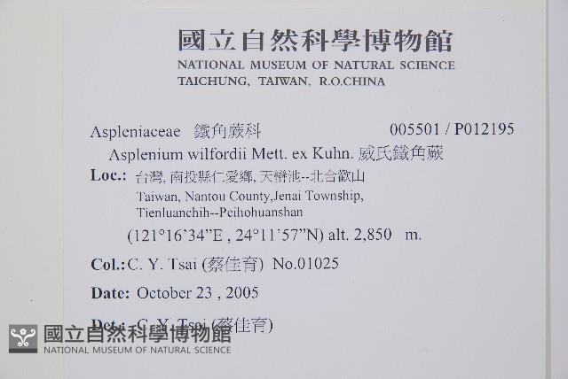 威氏鐵角蕨藏品圖，第2張