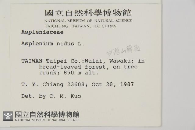 臺灣山蘇花藏品圖，第2張