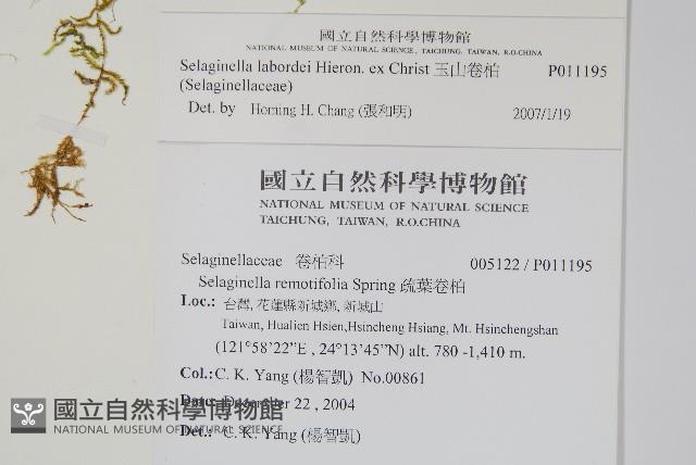 玉山卷柏藏品圖，第2張