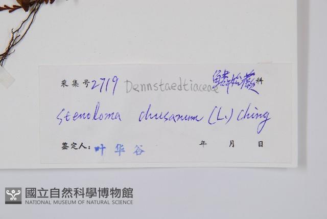 烏蕨藏品圖，第2張