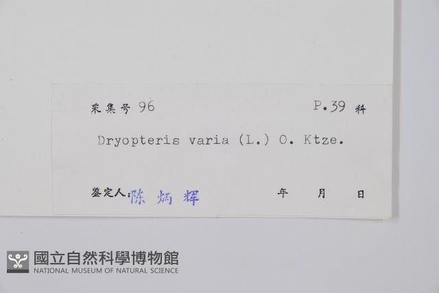 南海鱗毛蕨藏品圖，第2張