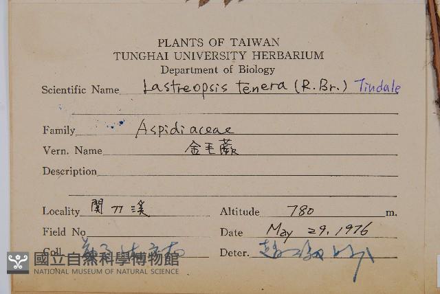細葉複葉耳蕨藏品圖，第2張