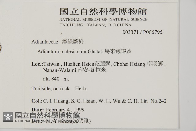 馬來鐵線蕨藏品圖，第5張