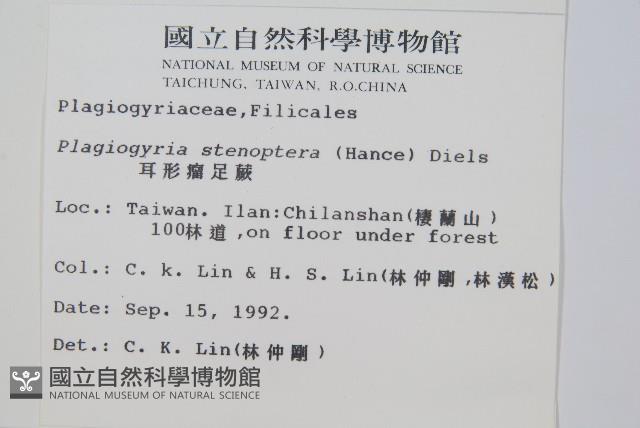 耳形瘤足蕨藏品圖，第2張