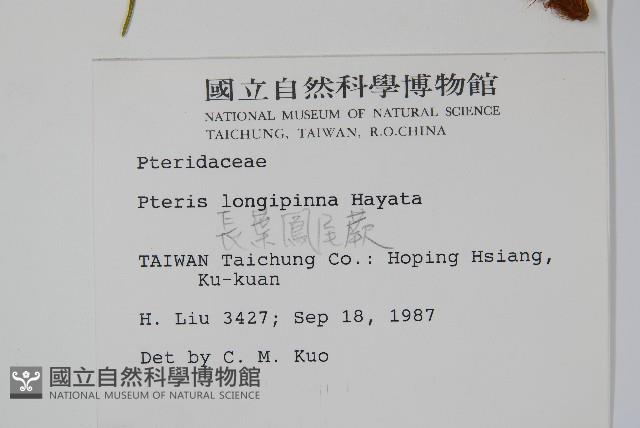 長葉鳳尾蕨藏品圖，第2張
