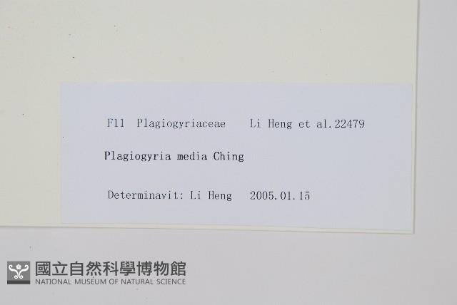 粉背瘤足蕨藏品圖，第2張