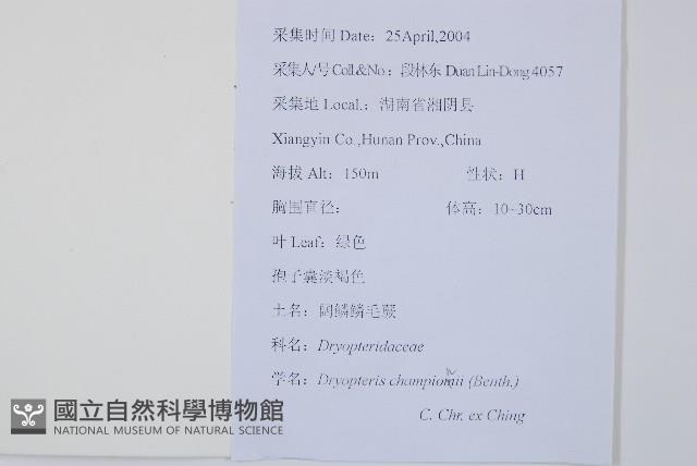 闊鱗鱗毛蕨藏品圖，第2張