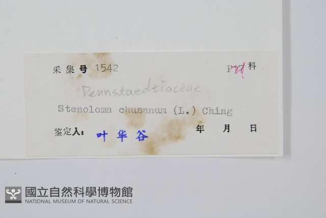 烏蕨藏品圖，第2張