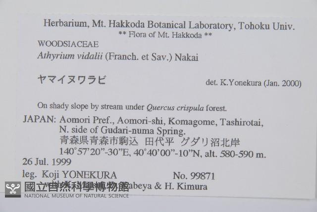 山蹄蓋蕨藏品圖，第2張