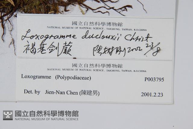 褐基劍蕨藏品圖，第2張