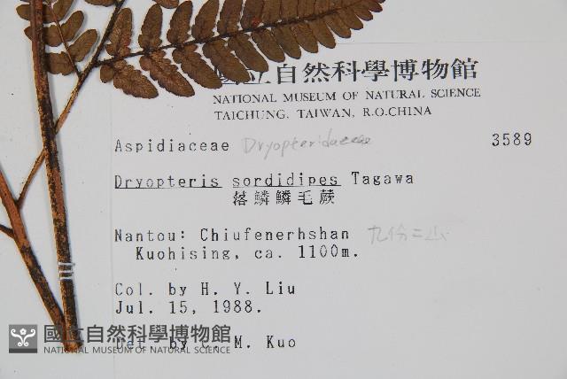 落鱗鱗毛蕨藏品圖，第2張
