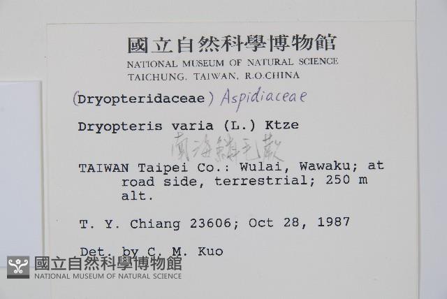 南海鱗毛蕨藏品圖，第2張