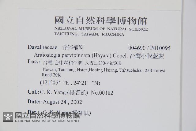 台灣小膜蓋蕨藏品圖，第2張