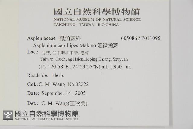 姬鐵角蕨藏品圖，第5張