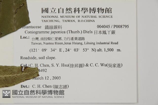 日本鳳丫蕨藏品圖，第2張