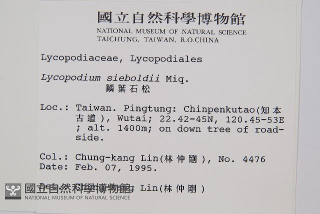 鱗葉石松藏品圖，第2張