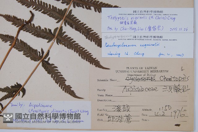 斜葉金星蕨藏品圖，第2張