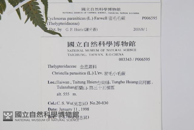 密毛毛蕨藏品圖，第2張