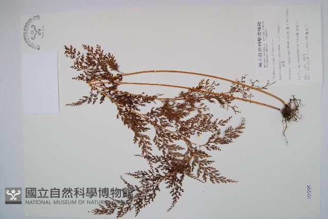 烏蕨藏品圖，第1張