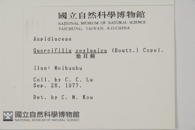 地耳蕨藏品圖，第2張