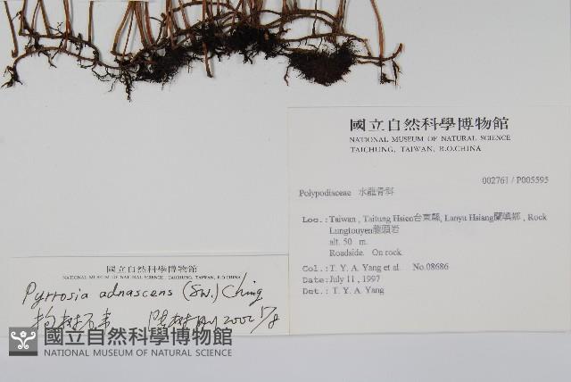 抱樹石葦藏品圖，第2張