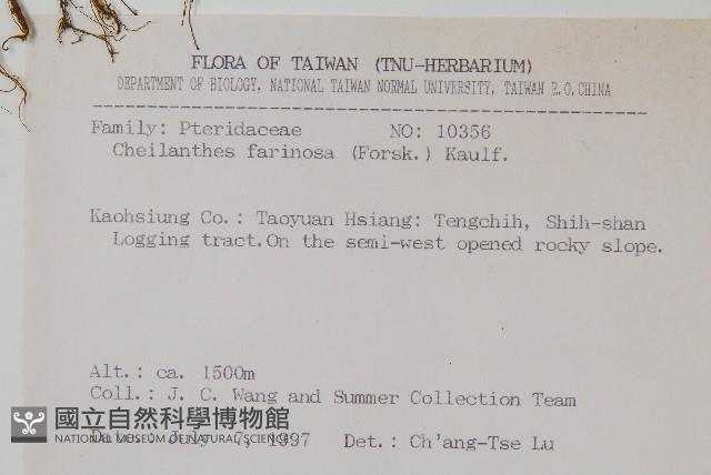 深山粉背蕨藏品圖，第2張