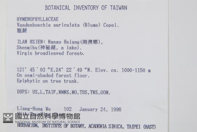 瓶蕨藏品圖，第2張