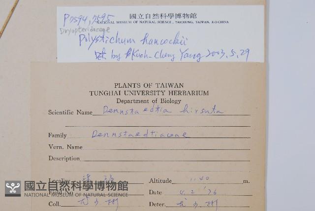 韓氏耳蕨藏品圖，第2張