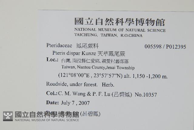 天草鳳尾蕨藏品圖，第2張