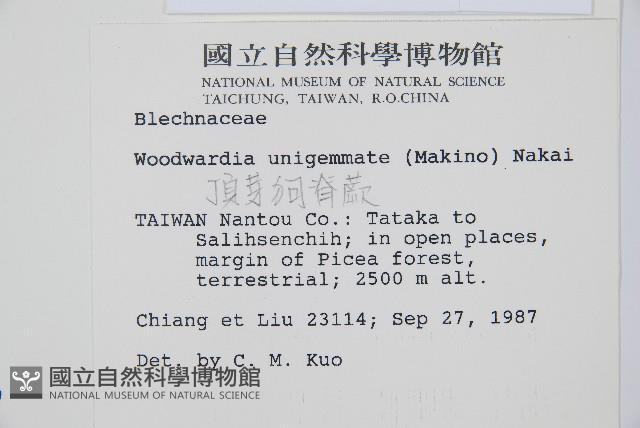 生芽狗脊蕨、頂芽狗脊蕨藏品圖，第2張