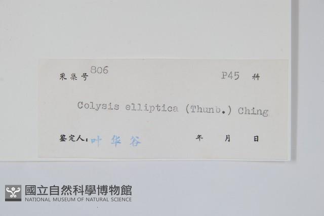 橢圓線蕨藏品圖，第2張