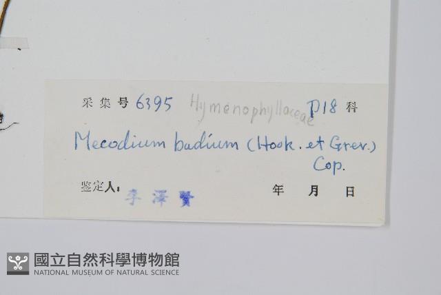 蕗蕨藏品圖，第2張