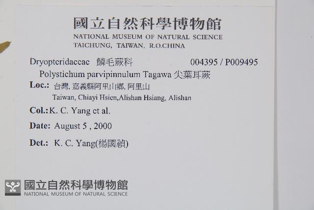 尖葉耳蕨藏品圖，第2張