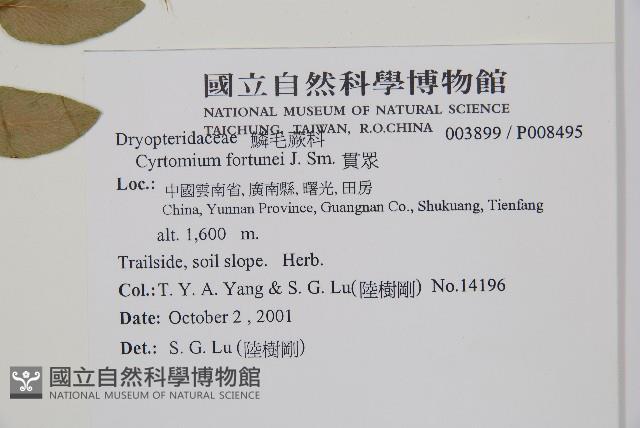 貫眾蕨藏品圖，第2張