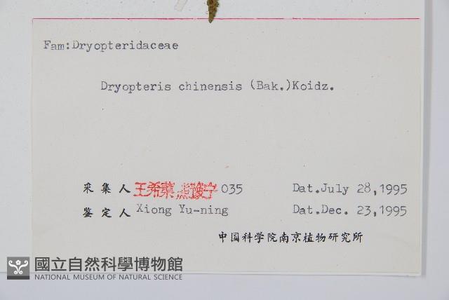 中華鱗毛蕨藏品圖，第2張