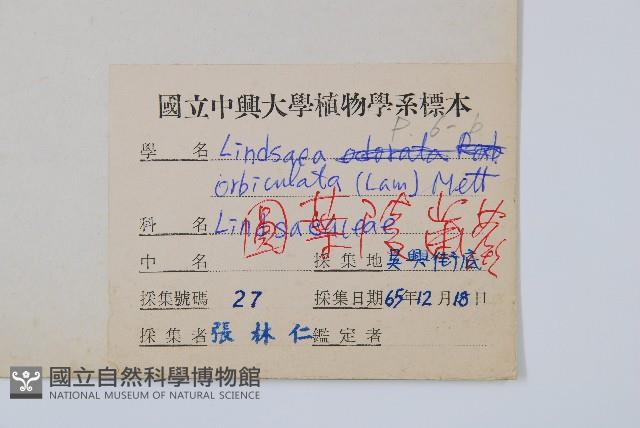 圓葉陵齒蕨藏品圖，第2張