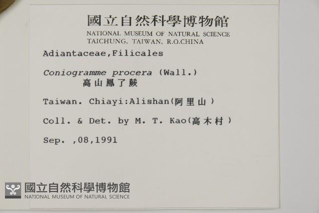 華鳳丫蕨藏品圖，第2張